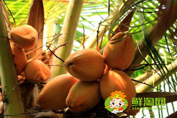 海南冬天有椰子吗，哪种椰子最好喝