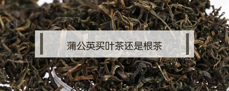 蒲公英买叶茶还是根茶