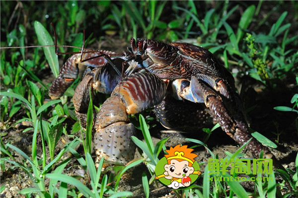 椰子蟹是保护动物吗，椰子蟹能被水淹死是真的吗