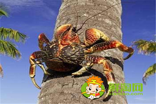 椰子蟹是保护动物吗，椰子蟹能被水淹死是真的吗