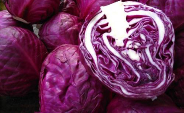 紫甘蓝是什么季节的蔬菜