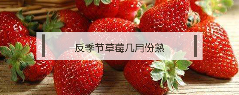 反季节草莓几月份熟