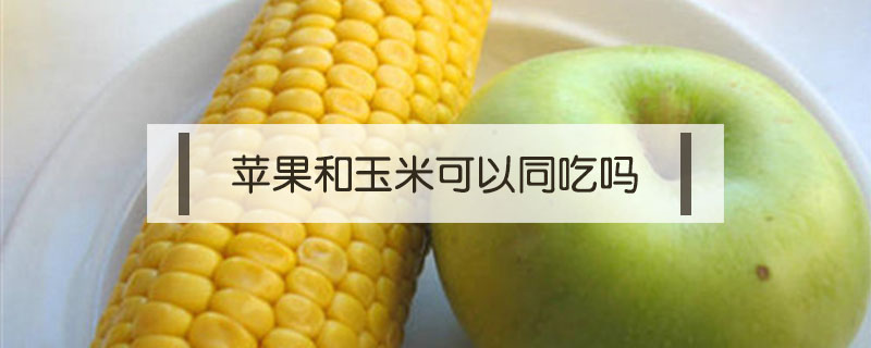 苹果和玉米可以同吃吗