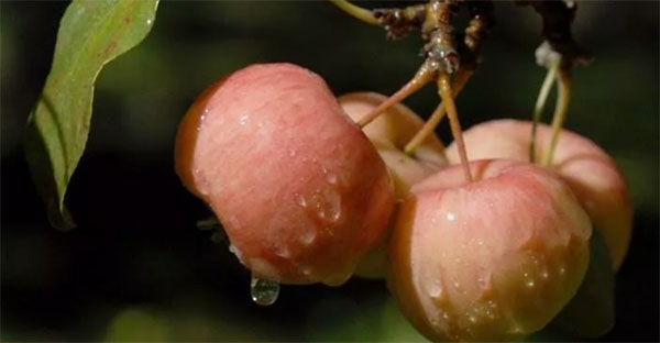 海棠果是不是小苹果