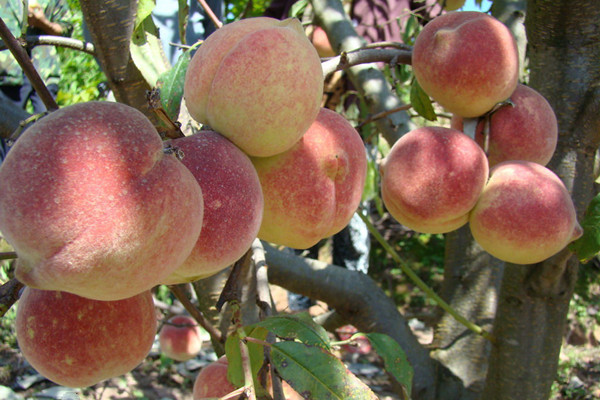 12月份成熟的桃子品种