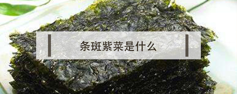 条斑紫菜是什么