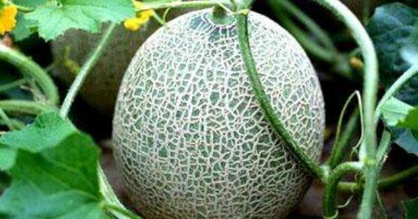 绿色哈密瓜是什么品种