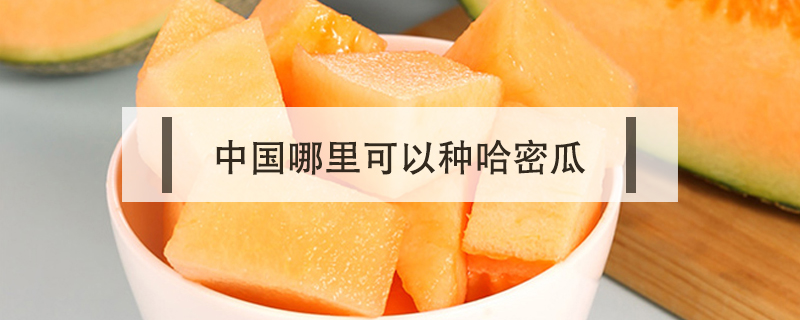 中国哪里可以种哈密瓜