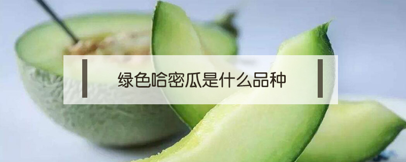 绿色哈密瓜是什么品种