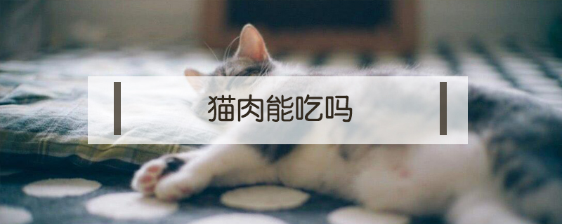 猫肉能吃吗