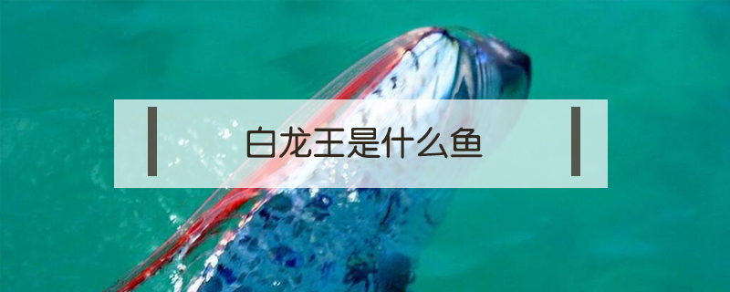 白龙王是什么鱼