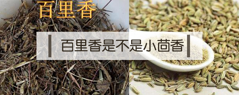 百里香是不是小茴香