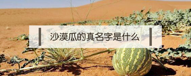 沙漠瓜的真名字是什么