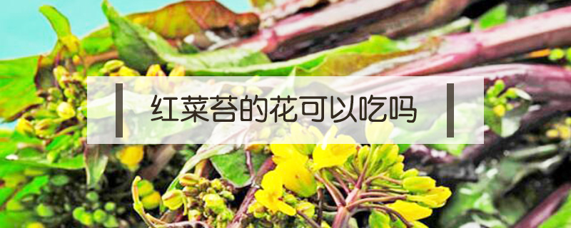 红菜苔的花可以吃吗