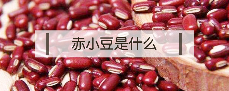 赤小豆是什么