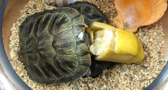 巴西龟吃什么