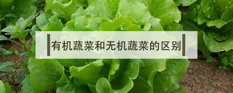 有机蔬菜和无机蔬菜的区别