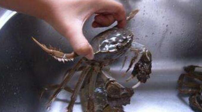 大甲蟹怎么保存活的时间长