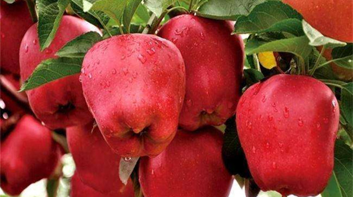 苹果属于什么水果