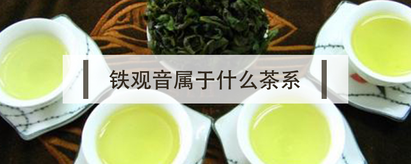 铁观音属于什么茶系