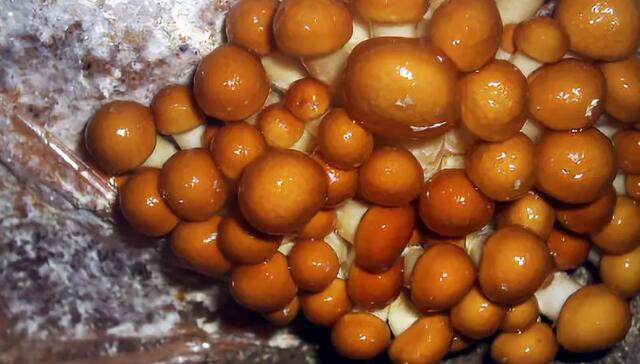 珍珠菇跟香菇有什么区别