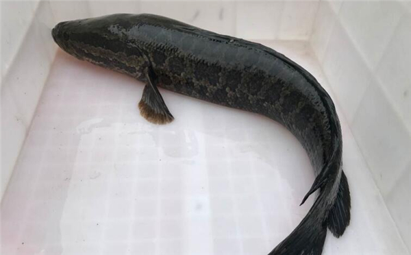 野生黑鱼和人工养的区别