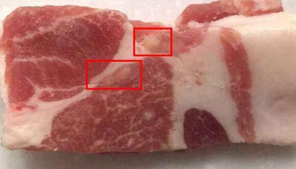 米猪肉与脂肪粒的鉴别