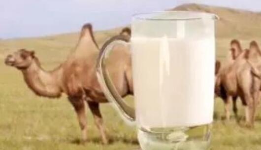 国产驼奶和进口驼奶区别，中国驼奶有哪些品牌