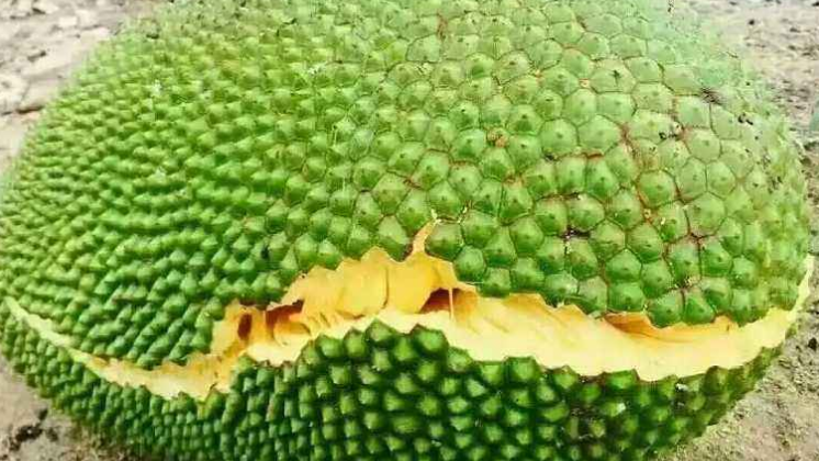 判断菠萝蜜成熟的方法