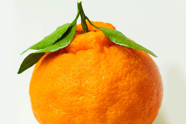 丑橘是哪里的特产