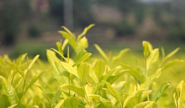 黄金芽茶叶储存方法