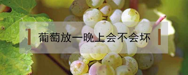 葡萄放一晚上会不会坏