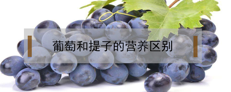 葡萄和提子的营养区别