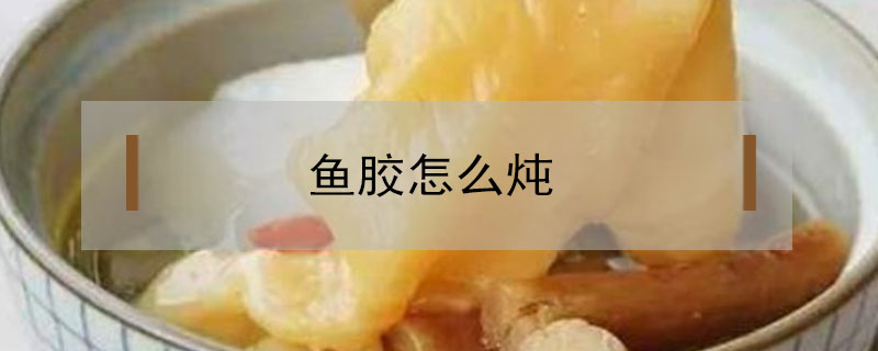 鱼胶怎么炖