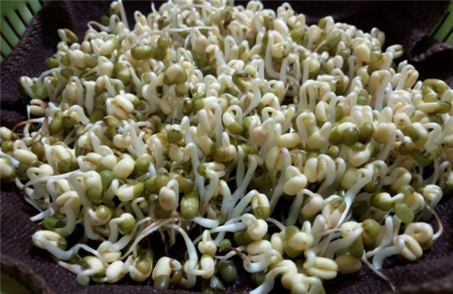 在家自己生绿豆芽怎么生，绿豆芽怎么生效果好(避光保湿)