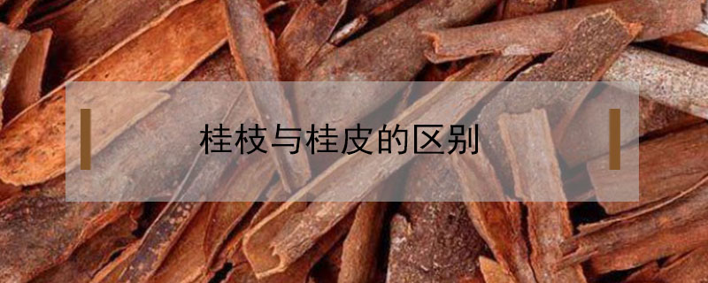 桂枝与桂皮的区别