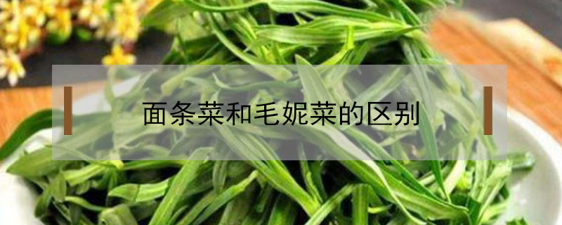 面条菜和毛妮菜的区别