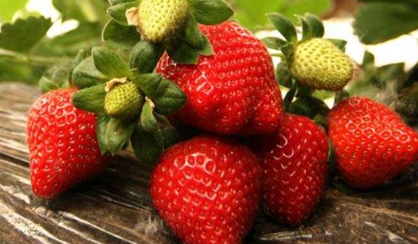 草莓没熟透可以放熟吗