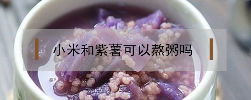 小米和紫薯可以熬粥吗