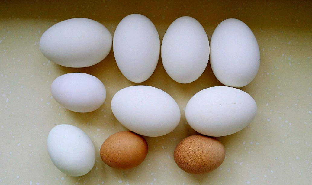 鹅蛋煮多久能煮熟