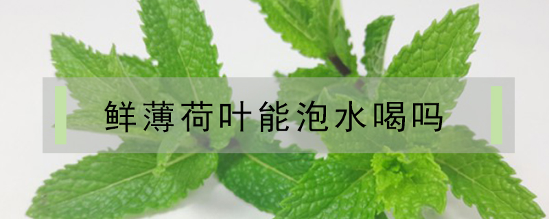 鲜薄荷叶能泡水喝吗