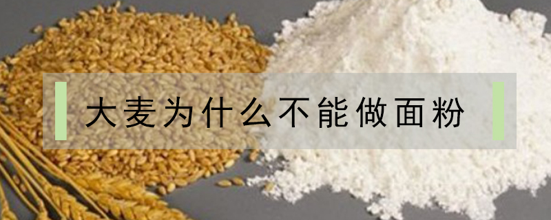 大麦为什么不能做面粉