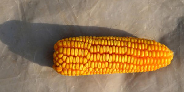 玉米棒煮多长时间能熟