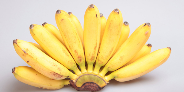 香蕉品种有哪些