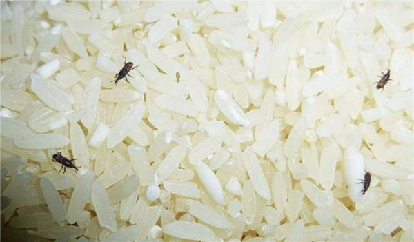 生虫的米还能吃吗