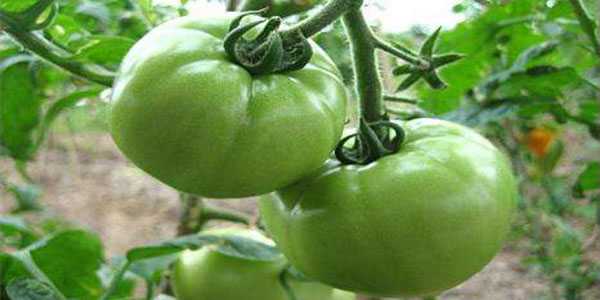 未成熟的青西红柿可以吃吗