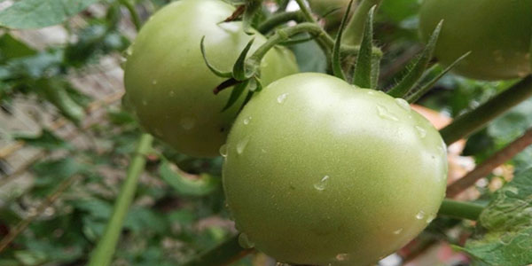 未成熟的青西红柿可以吃吗
