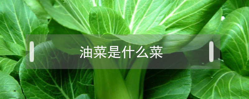 油菜是什么菜