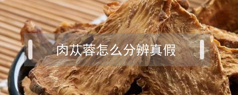 肉苁蓉怎么分辨真假