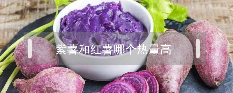 紫薯和红薯哪个热量高